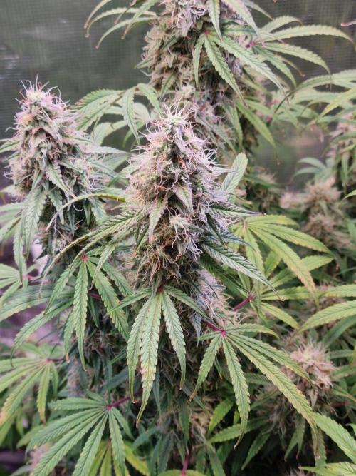 My Zoe Purple Queen Automatic (RQS). Week 13