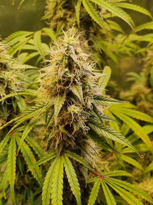 My Zoe Purple Queen Automatic (RQS). Week 13