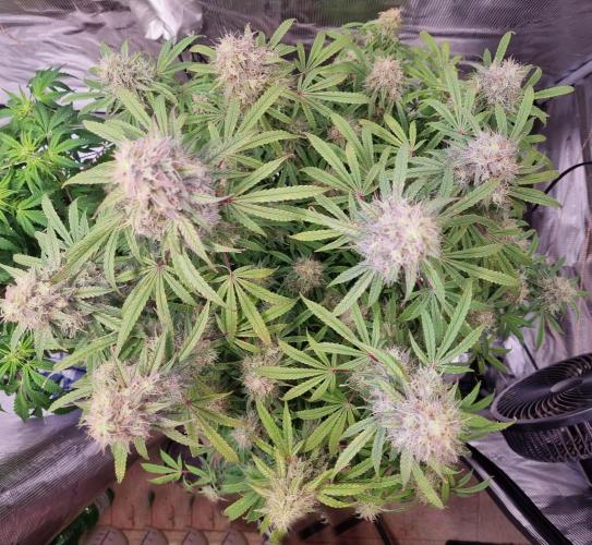 My Zoe Purple Queen Automatic (RQS). Week 13