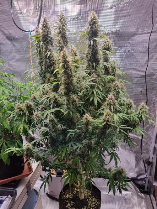 My Zoe Purple Queen Automatic (RQS). Week 13