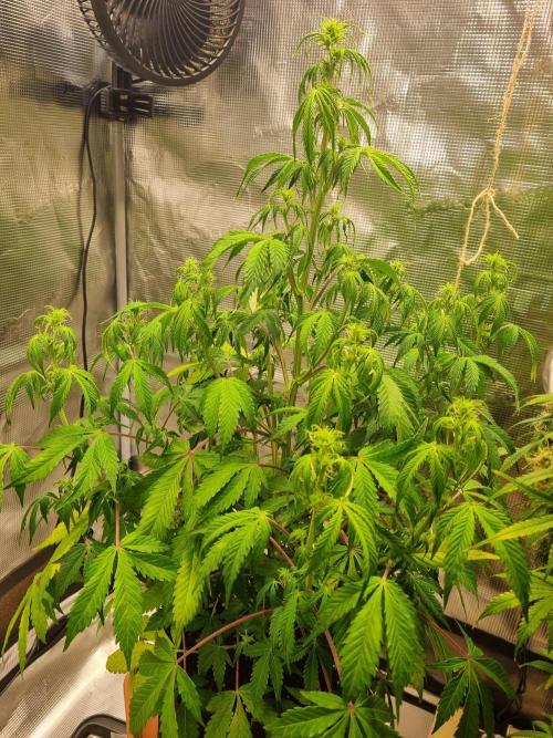 Purple Haze Auto #14 #02. Week 7 - dont ask