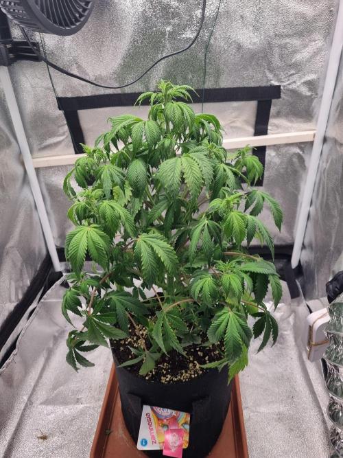 Purple Haze Auto #13 #01. Week 7 - no comment