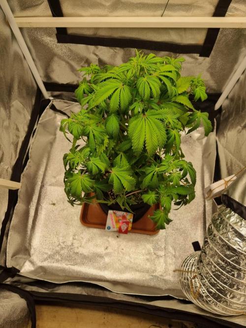 Purple Haze Auto #13 #01. Week 7 - no comment