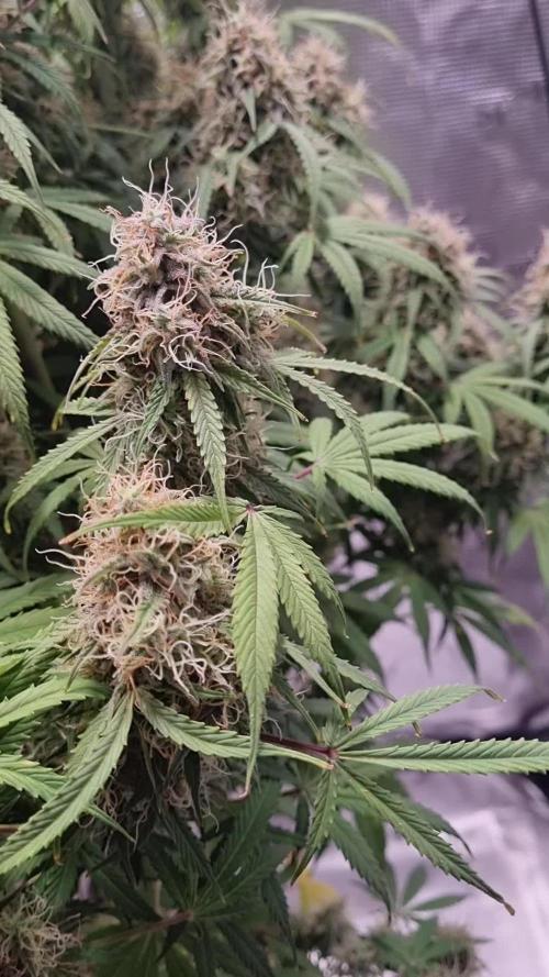 My Zoe Purple Queen Automatic (RQS)