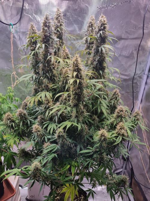 My Zoe Purple Queen Automatic (RQS). Week 14 - Day 94