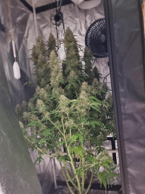 My Zoe Purple Queen Automatic (RQS). Week 14 - Day 96 switch to  FROZEN TENT :) down 18°C