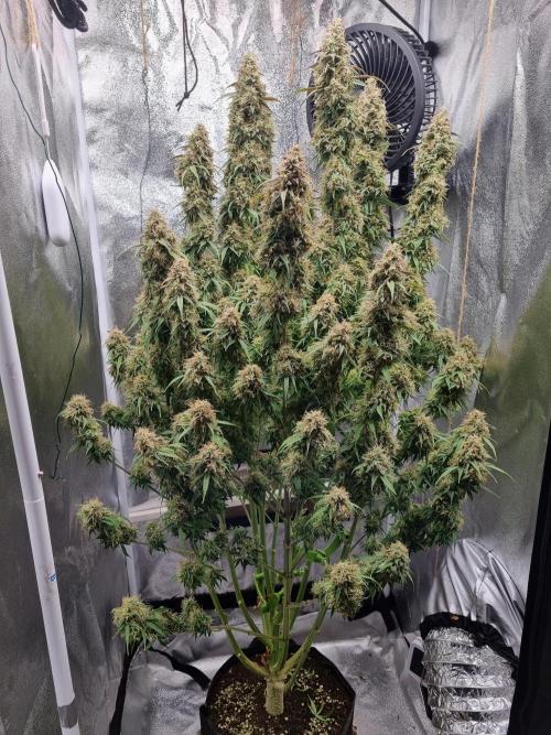 My Zoe Purple Queen Automatic (RQS). Week 15 - Day 99