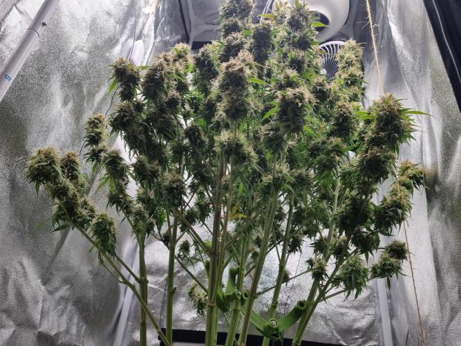 My Zoe Purple Queen Automatic (RQS). Week 15 - Day 99