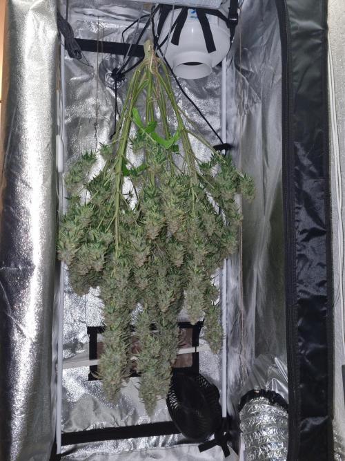 My Zoe Purple Queen Automatic (RQS). Week 15 - Day 100