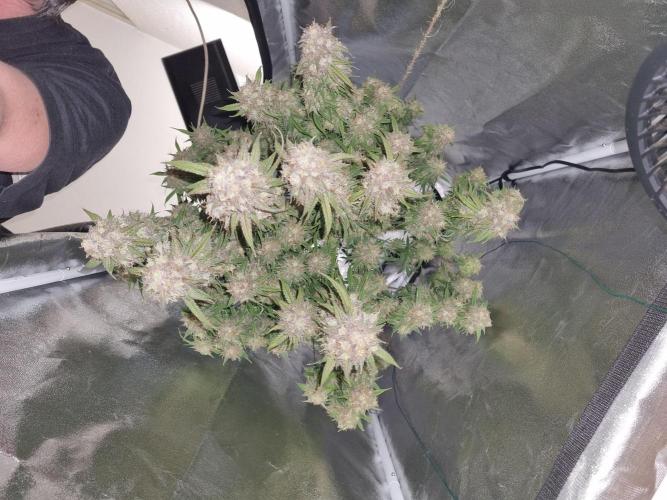 My Zoe Purple Queen Automatic (RQS). Week 15 - Day 100