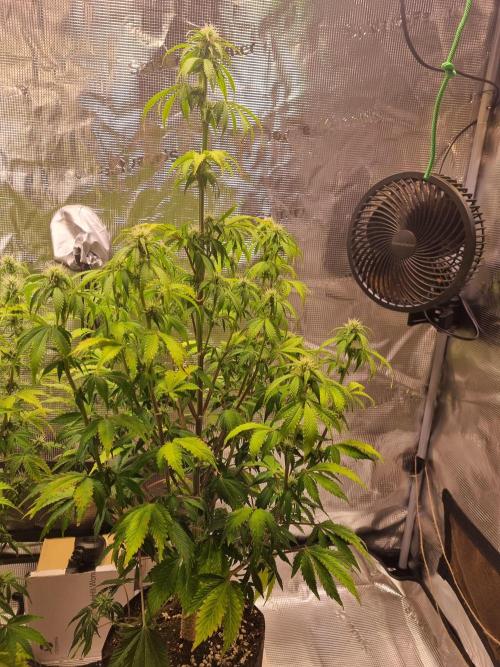 Purple Haze Auto #13 #01. Week 8 - day 59