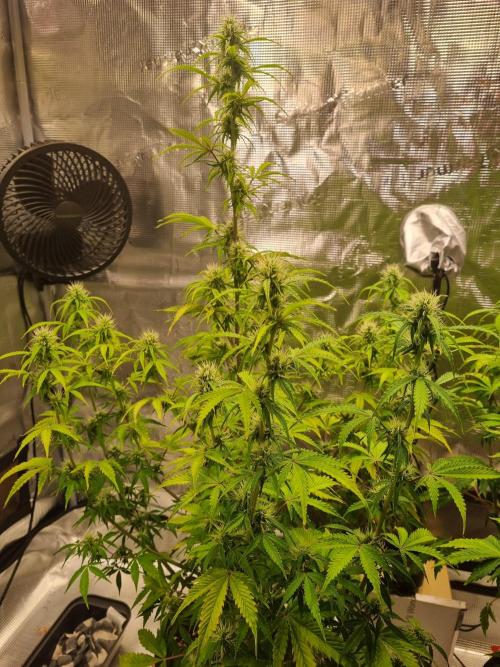Purple Haze Auto #14 #02. Week 8 - day 59