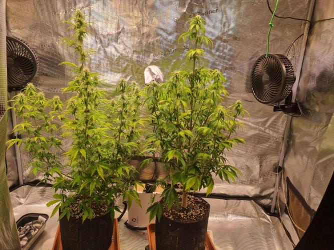 Purple Haze Auto #14 #02. Week 8 - day 59