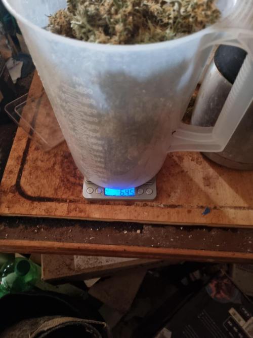 My Zoe Purple Queen Automatic (RQS). Week 16