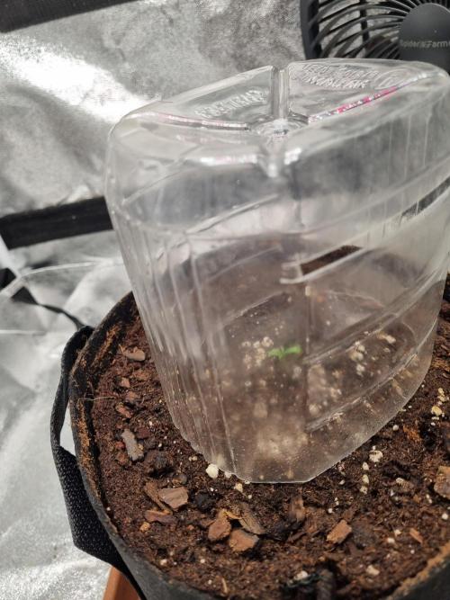 Mango Kush Auto #15 #1. Week 1 - Day 5