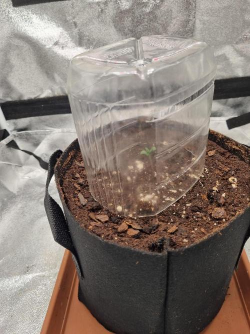 Mango Kush Auto #15 #1. Week 1 - Day 5 end 3.5cm