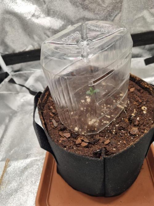Mango Kush Auto #15 #1. Week 1 - day 6 morning
