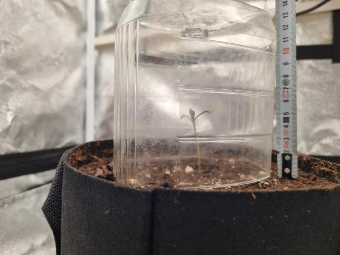 Mango Kush Auto #15 #1. Week 1 - day 6 end