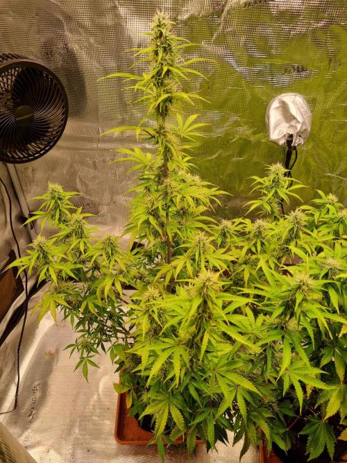 Purple Haze Auto #14 #02. Week 9