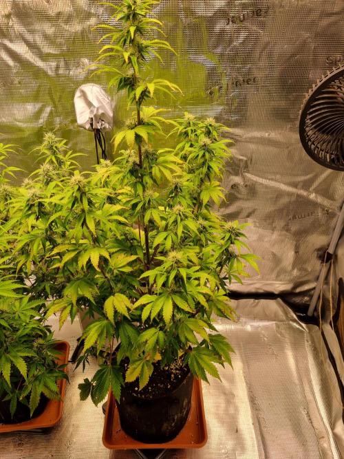 Purple Haze Auto #13 #01. Week 9