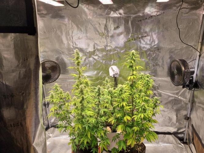 Purple Haze Auto #13 #01. Week 9