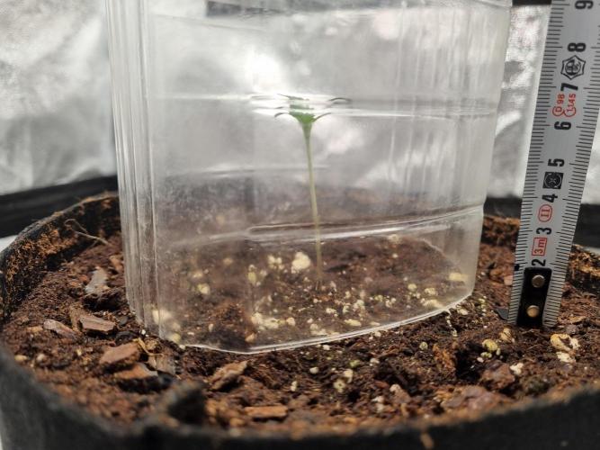 Mango Kush Auto #15 #1. Week 1