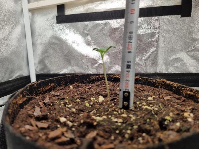 Mango Kush Auto #15 #1. Week 2