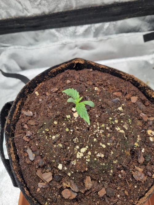 Mango Kush Auto #15 #1. Week 2