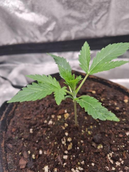 Mango Kush Auto #15 #1. Week 3