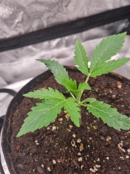 Mango Kush Auto #15 #1. Week 3