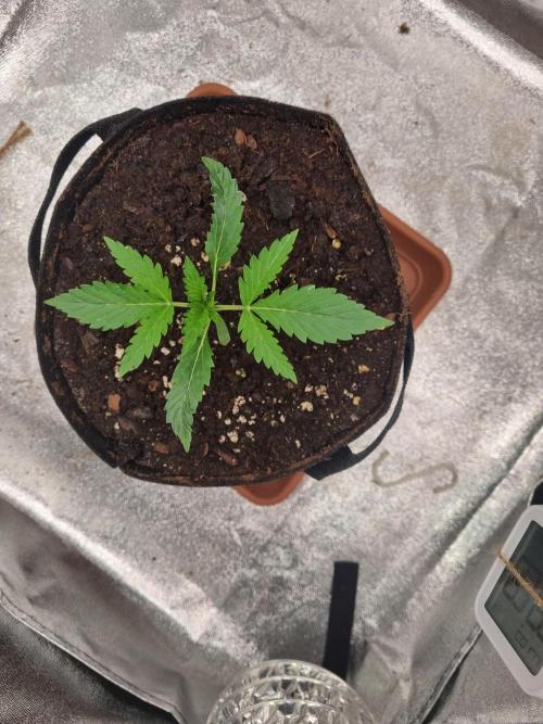 Mango Kush Auto #15 #1. Week 3