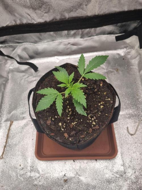 Mango Kush Auto #15 #1. Week 3 - Day 18 