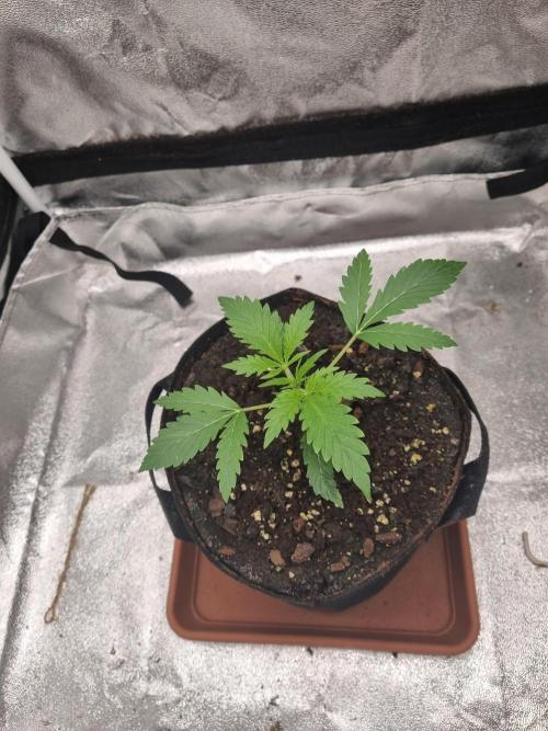 Mango Kush Auto #15 #1. Week 3 - Day 19