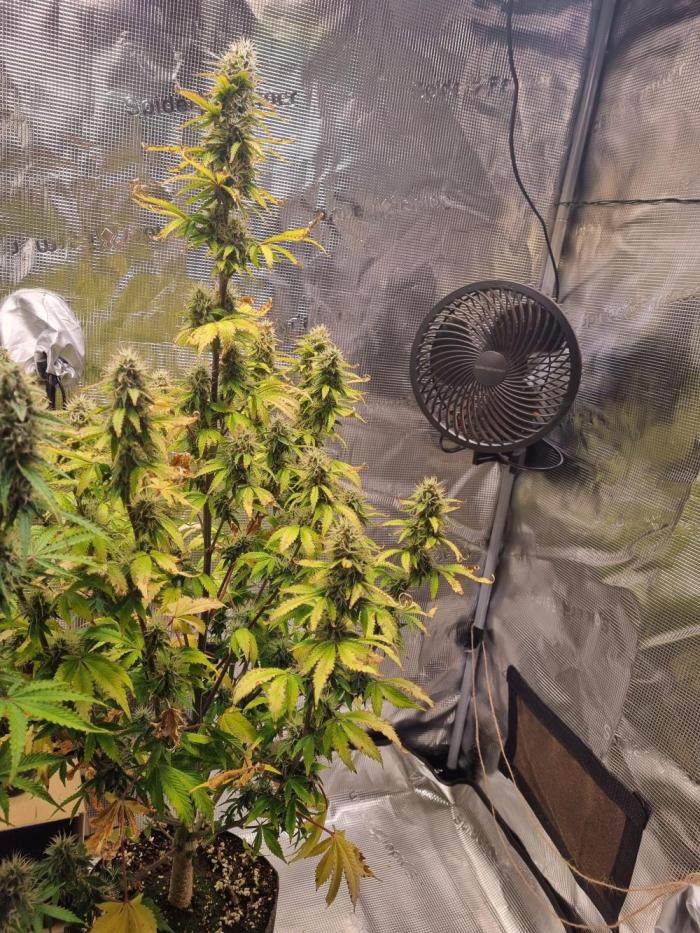 Purple Haze Auto #13 #01. Week 10