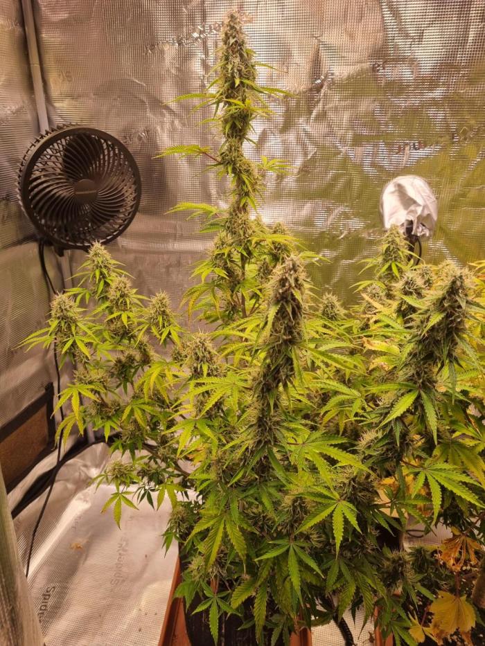 Purple Haze Auto #14 #02. Week 10