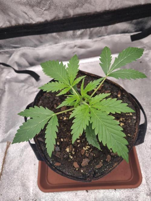 Mango Kush Auto #15 #1. Week 3 - Tag 20