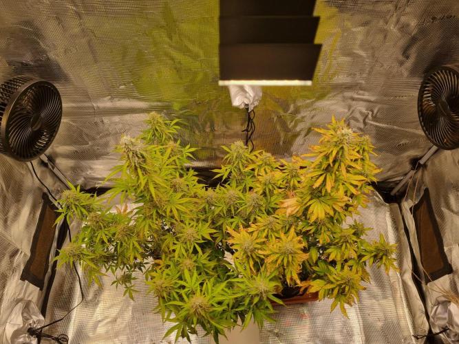 Purple Haze Auto #14 #02. Week 11