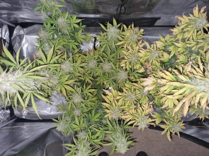 Purple Haze Auto #13 #01. Week 11