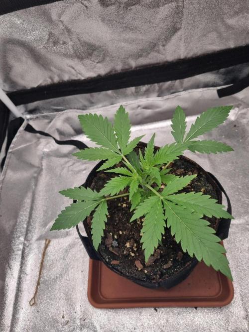 Mango Kush Auto #15 #1. Week 3 - Tag 21