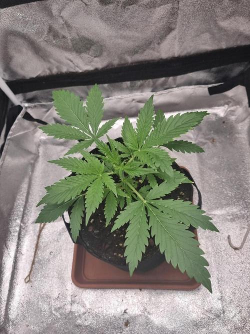 Mango Kush Auto #15 #1. Week 4 - Day 23