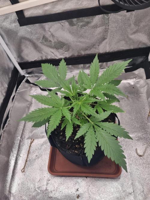Mango Kush Auto #15 #1. Week 4 - Day 24
