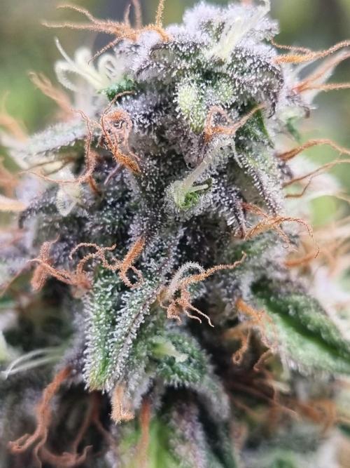 Purple Haze Auto #14 #02. Week 12 - Day 84