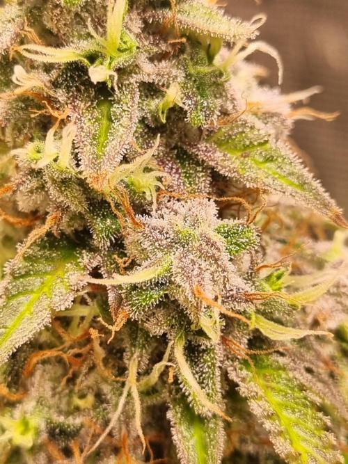 Purple Haze Auto #14 #02. Week 12 - Day 84