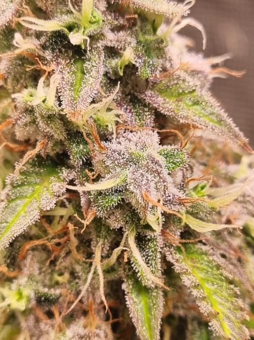 Purple Haze Auto #14 #02. Week 12 - Day 84