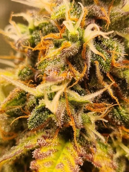 Purple Haze Auto #14 #02. Week 12 - Day 84