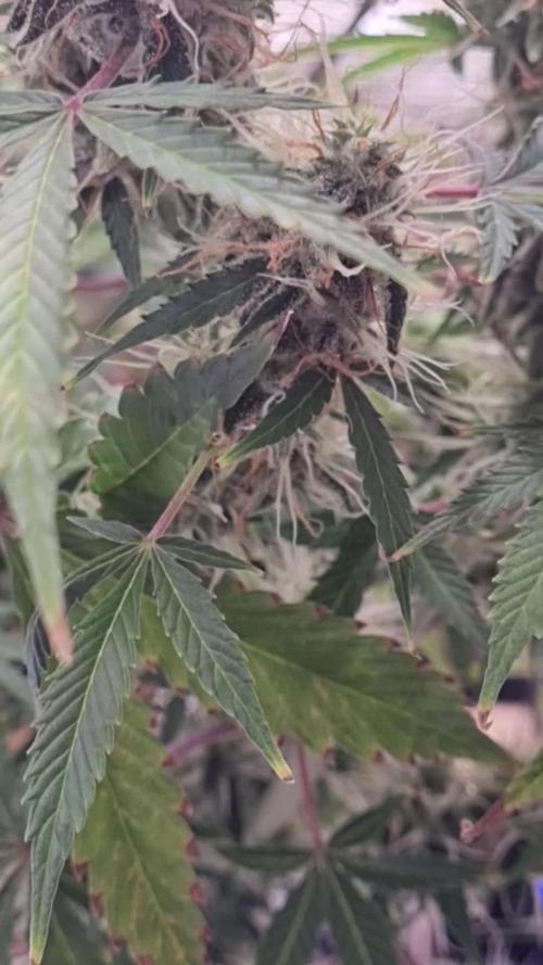 Purple Haze Auto #14 #02