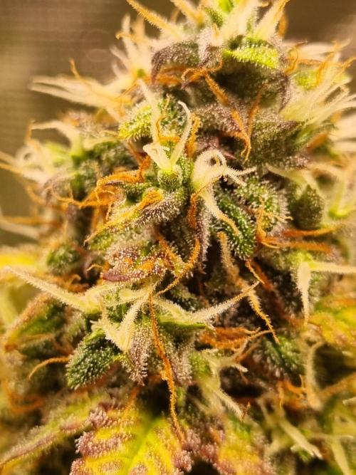 Purple Haze Auto #13 #01. Week 12 - Day 84