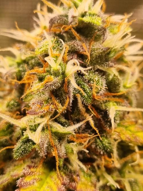 Purple Haze Auto #13 #01. Week 12 - Day 84