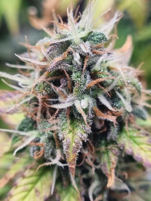 Purple Haze Auto #13 #01. Week 12 - Day 84