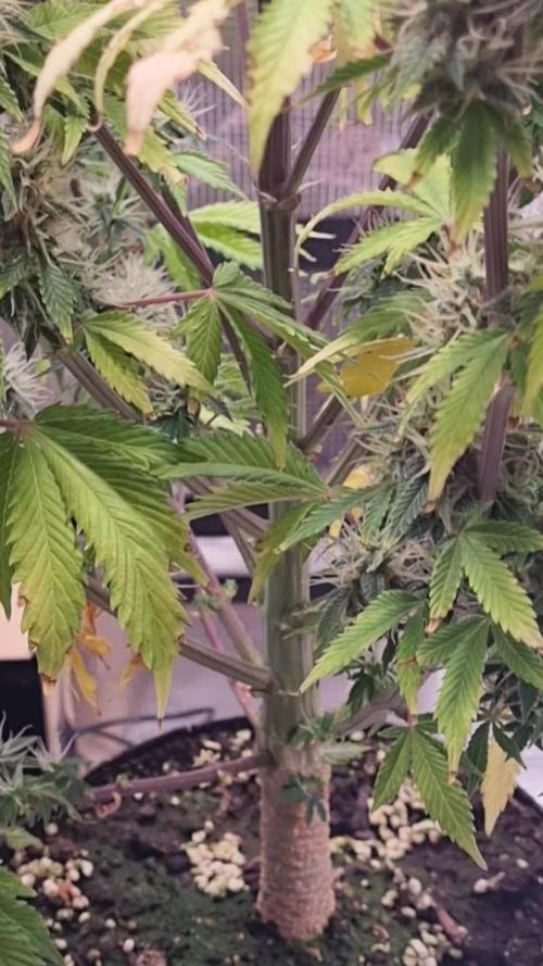 Purple Haze Auto #13 #01